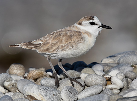 White-fronted Plover male